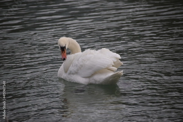 Fototapeta Cygne Blanc