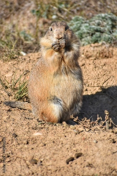 Obraz prairie dog
