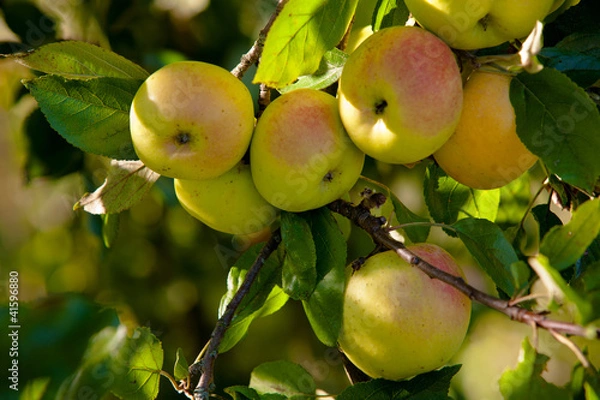 Obraz Äpfel