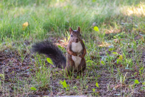 Fototapeta 立ちんぼのエゾリス