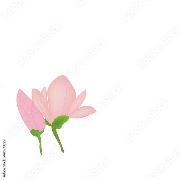 Obraz pink Magnolia flower on white background, vector drawing