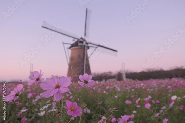 Obraz 日本の秋 絶景 コスモス畑 風車 千葉県 佐倉市 絶景 お花 佐倉ふるさと広場