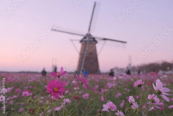 Obraz 日本の秋 絶景 コスモス畑 風車 千葉県 佐倉市 絶景 お花 佐倉ふるさと広場