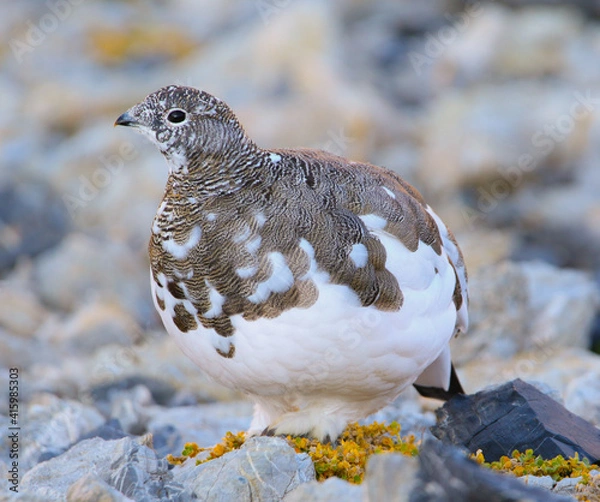 Obraz pernice bianca