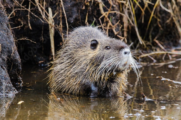 Obraz nutria