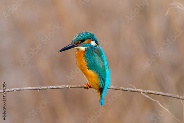 Obraz martin pescatore