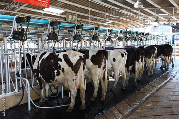 Obraz Cow milking facility