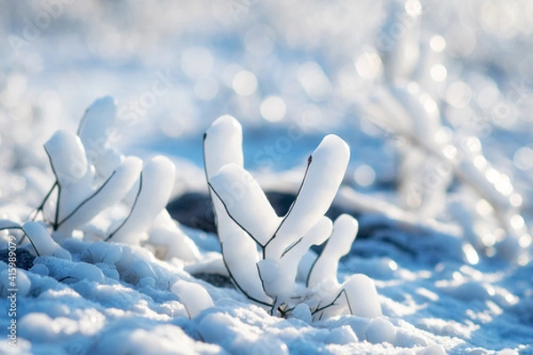Fototapeta icy twigs of grass, with an unusual shape