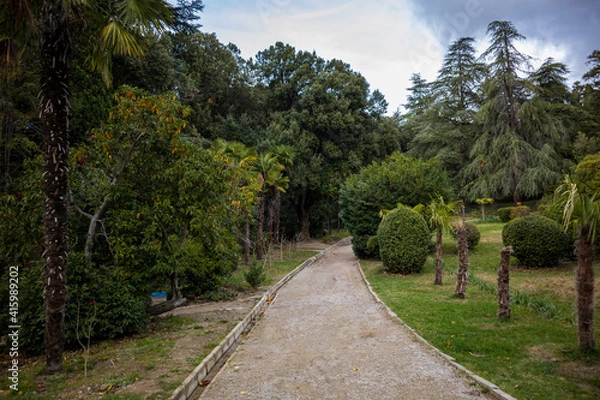 Fototapeta Yalta, Crimea, November 24, 2020, Massandra Park, views of trees-palm trees, fir trees and others