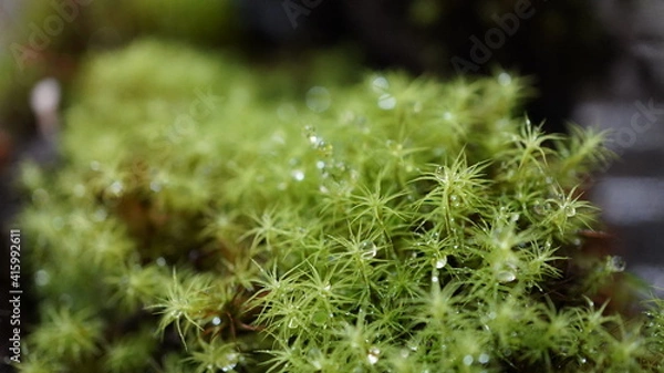 Fototapeta タマゴケ