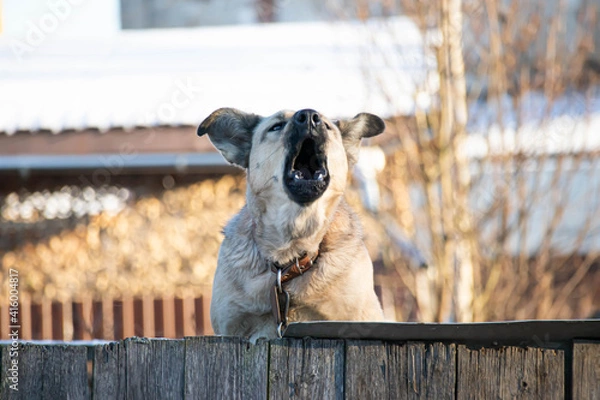 Obraz A big angry looks out from behind the fence and barks loudly, defending the territory.