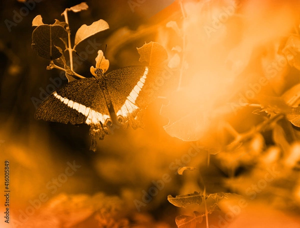 Fototapeta butterfly on a leaf