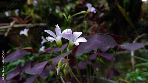 Fototapeta Oxalis triangularis Flower, commonly called false shamrock, is a species of perennial plant in the family Oxalidaceae. It is native to several countries in southern South America.