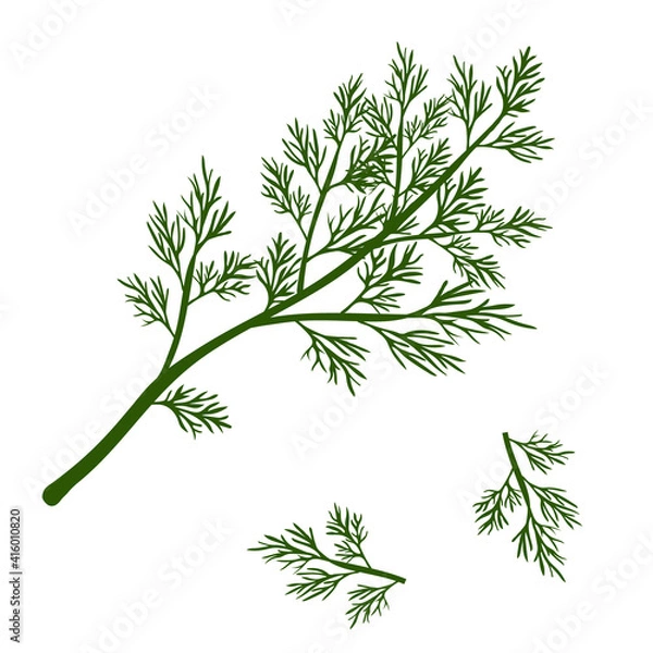 Obraz Fresh dill. Green vegetables. Green dill close-up. Vector illustration.