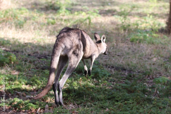 Fototapeta deer in the woods