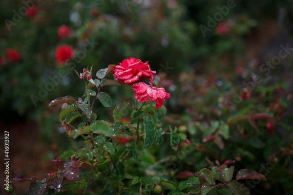 Obraz Roses in the garden