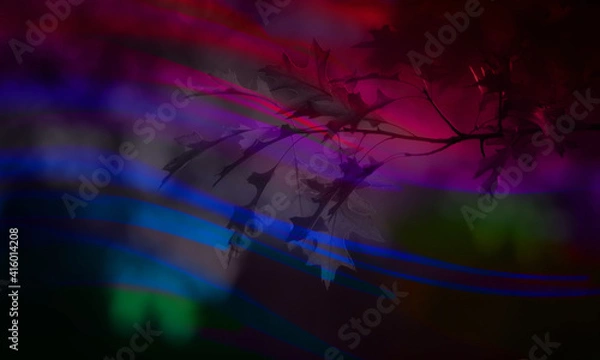 Fototapeta night in the forest