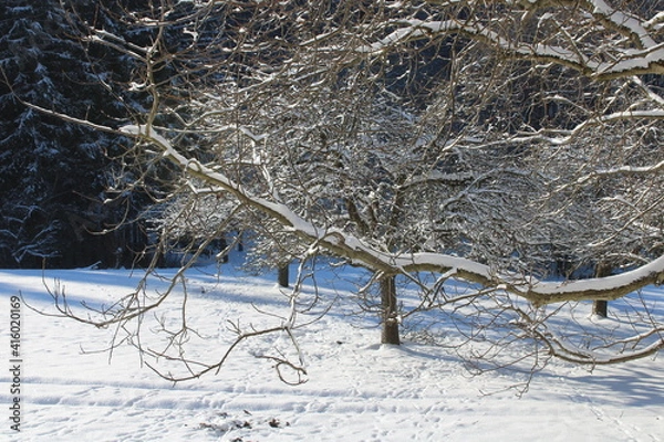 Obraz schneebedeckte Zweige