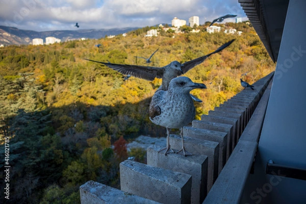 Fototapeta Yalta, Crimea, November 24, 2020, view of the city, sea, mountains and gulls from the balcony of the Yalta-Intourist Hotel