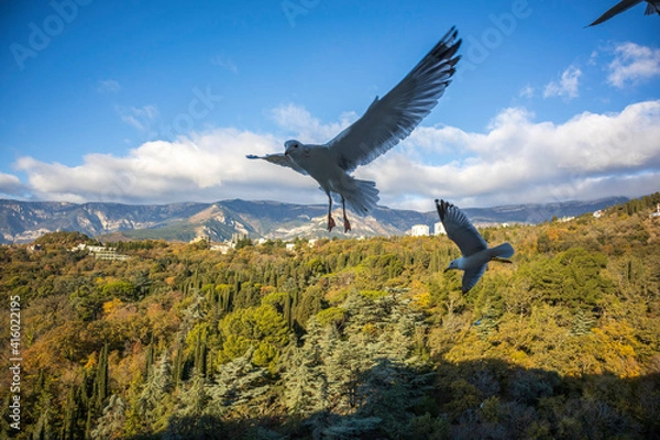 Fototapeta Yalta, Crimea, November 24, 2020, view of the city, sea, mountains and gulls from the balcony of the Yalta-Intourist Hotel