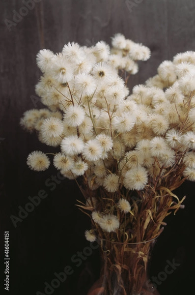 Obraz fluffy dried flowers