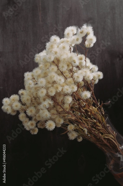 Obraz fluffy dried flowers