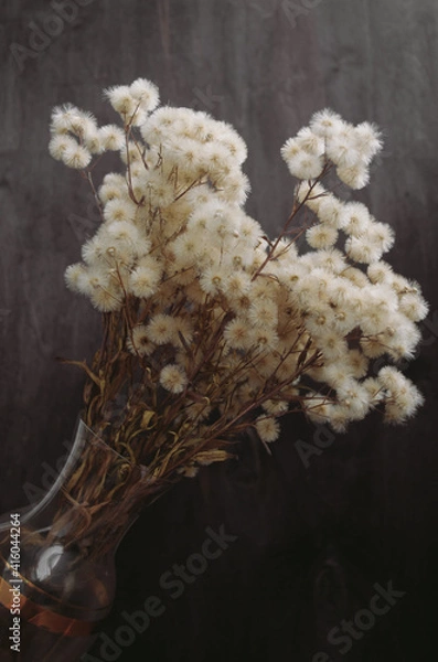Obraz fluffy dried flowers