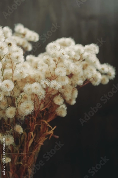 Obraz fluffy dried flowers