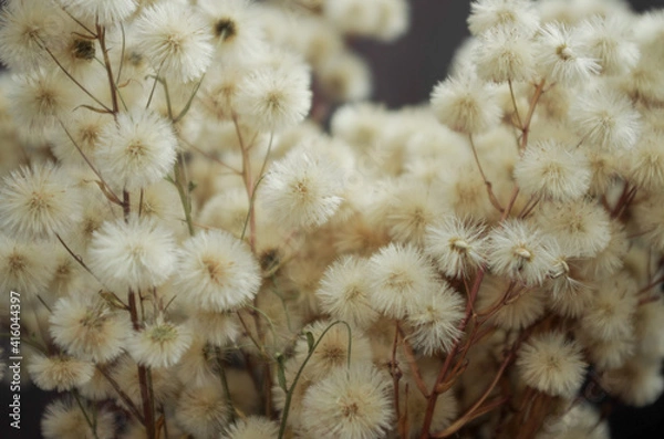 Obraz fluffy dried flowers