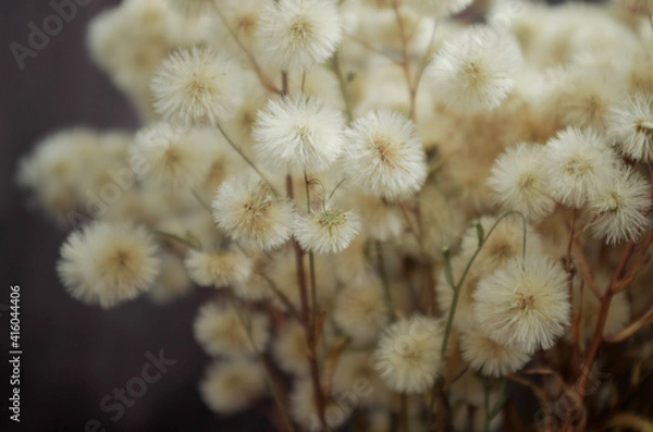 Obraz fluffy dried flowers