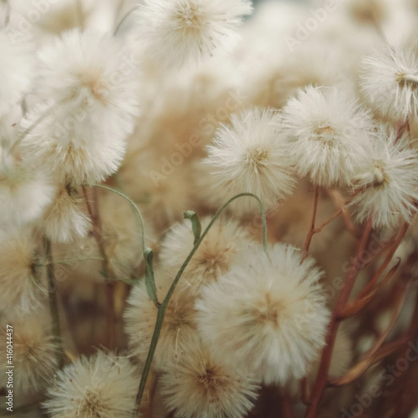 Obraz fluffy dried flowers
