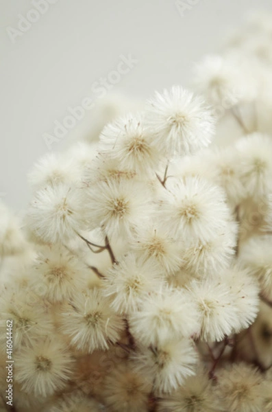 Obraz fluffy dried flowers