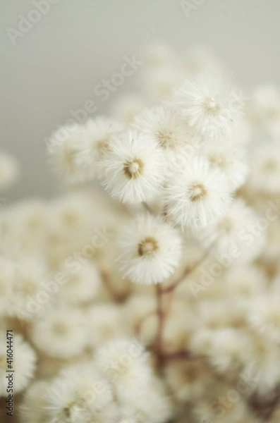 Obraz fluffy dried flowers
