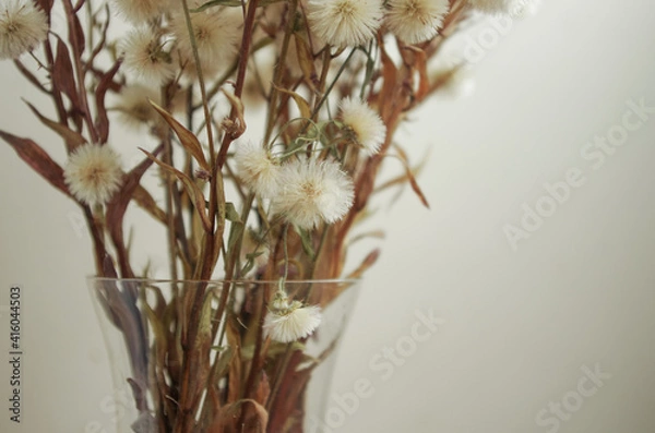 Obraz fluffy dried flowers