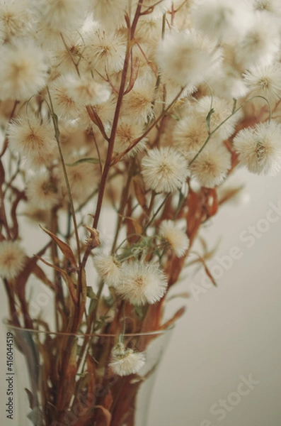 Obraz fluffy dried flowers