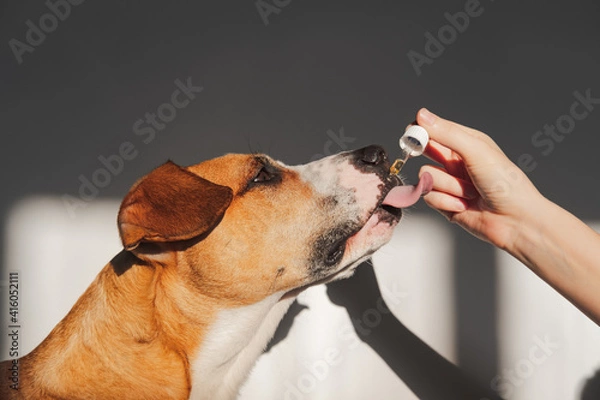 Fototapeta Dog taking essential oil from dropper. Nutritional supplements, calming products, cbd or thd oils for pets