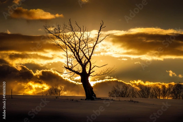 Fototapeta Solo Tree during the Sunset in Chenango, County New York.