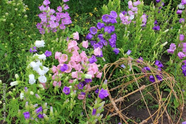 Fototapeta Variety of bell shaped flowers and wicker spherical composition in landscaping. Campanula champion, Canterbury Bells, or Bellflower in the spring or summer garden. 
