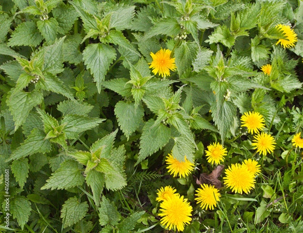 Obraz nettle and dandelion