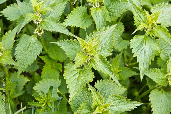 Obraz nettle