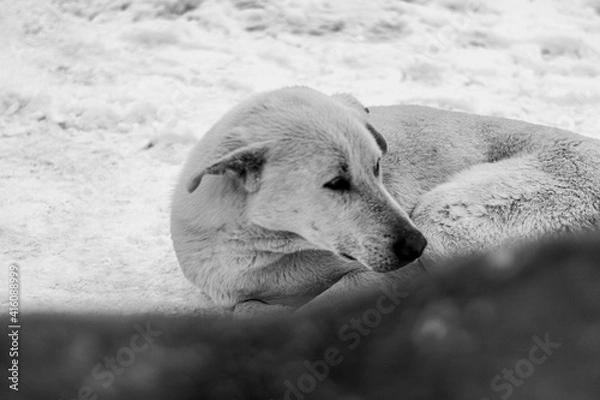Obraz snowy street view and dog