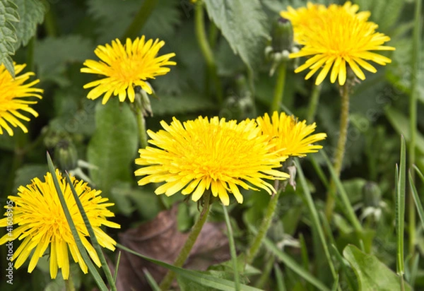 Obraz dandelion