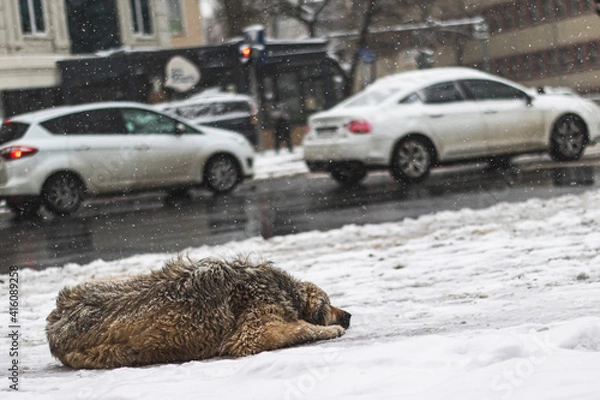 Obraz snowy street view and dog