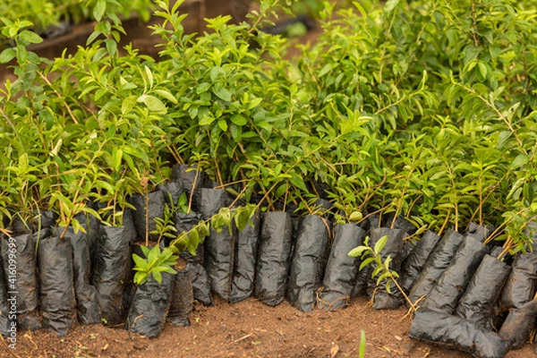 Obraz Tree Seedlings