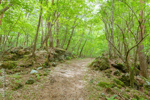 Fototapeta 森_富士樹海