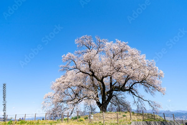 Obraz わに塚の桜。日本。山梨県韮崎市。