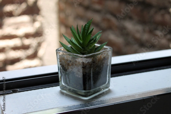 Obraz Cactus artificial 2