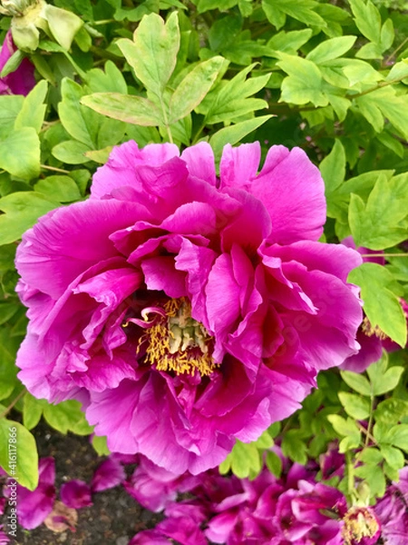 Obraz Różowy kwiat