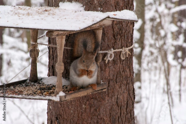 Obraz Winter forest. A red squirrel sits in a feeding trough.
