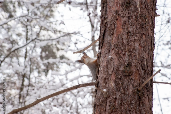 Obraz A red squirrel sits on a tree trunk .